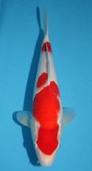 Auction Yamato kohaku 14 inches (135 x 250).jpg